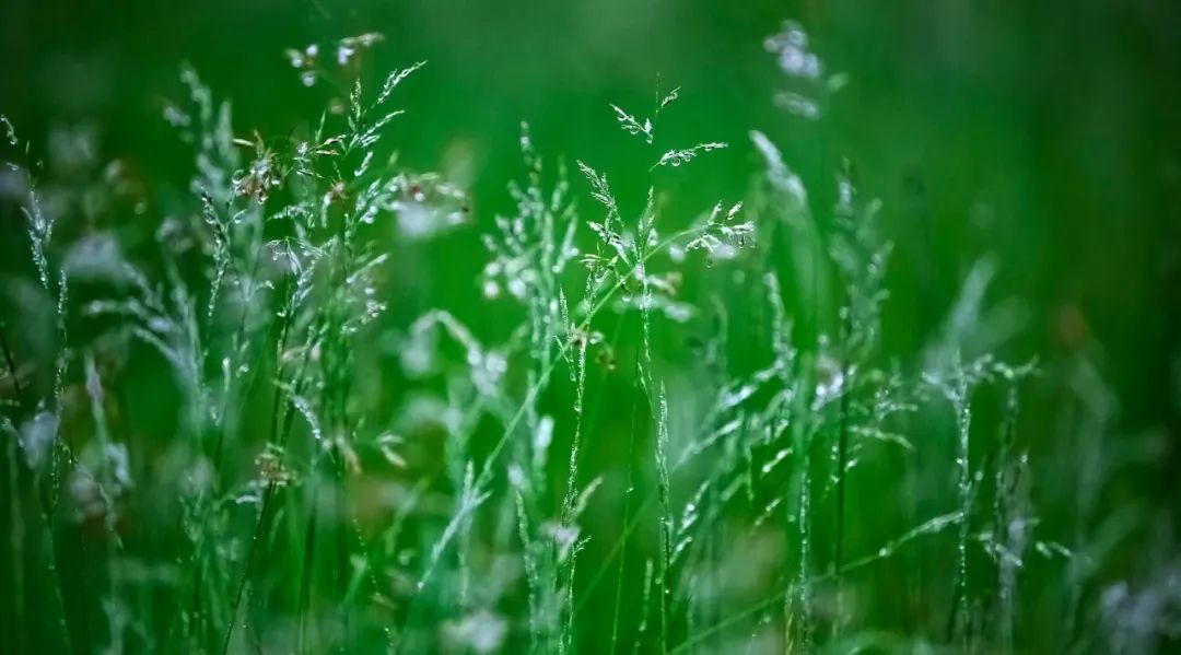 诗词中的雨,每一滴都落在心头