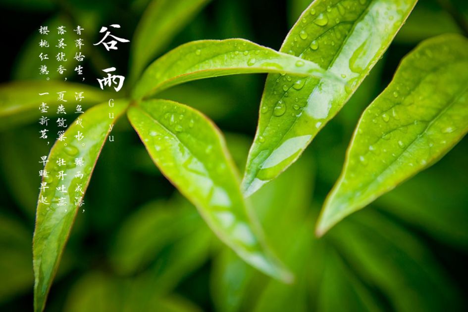 今日谷雨 | 乳山春景莫错过 最是花开好时节