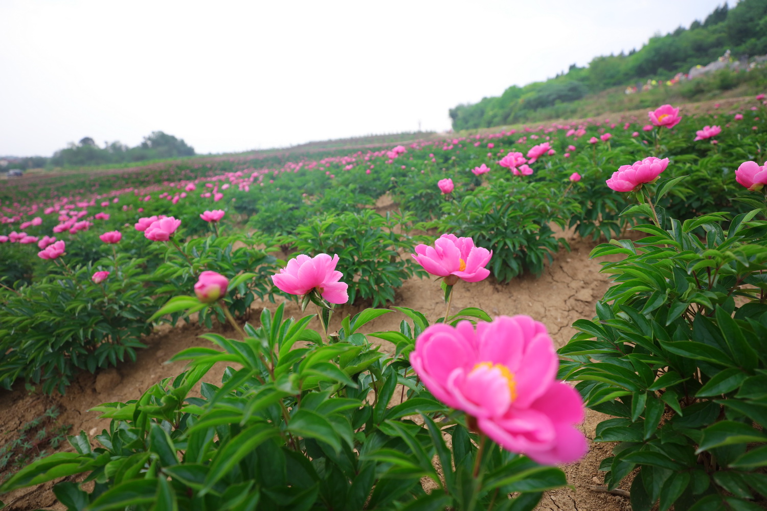 京山花台山:500亩芍药花海,千娇百媚,婀娜多姿