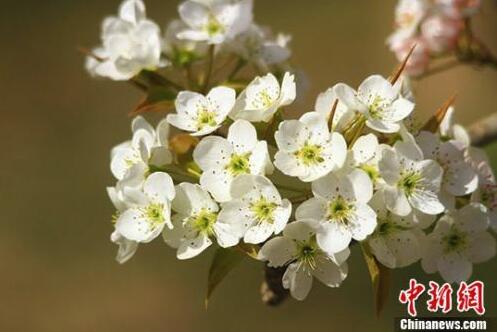 谷雨节气知多少：传说与仓颉有关 意味暮春到来