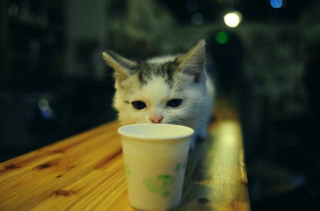 猫咪饮水并非越干净就越好，三种水源将令爱猫患病！