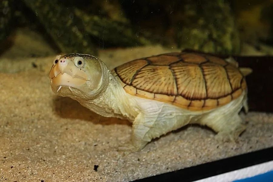 窄桥蛋龟丨名副其实的中美洲"罗马暴君"