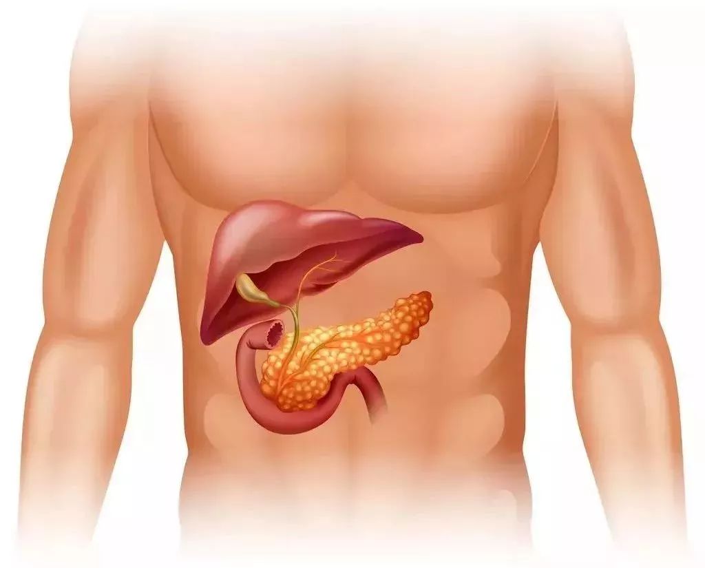 胰腺是人体上腹部深处一个不起眼的器官,但又很神秘.