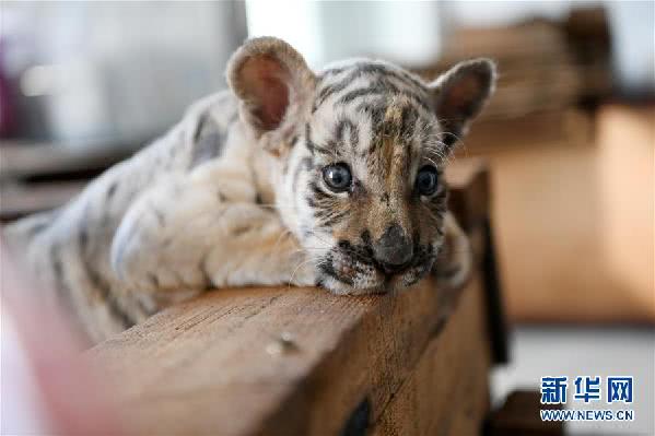 中国横道河子猫科动物饲养繁育中心 东北虎 添丁 余只 邱宏坤