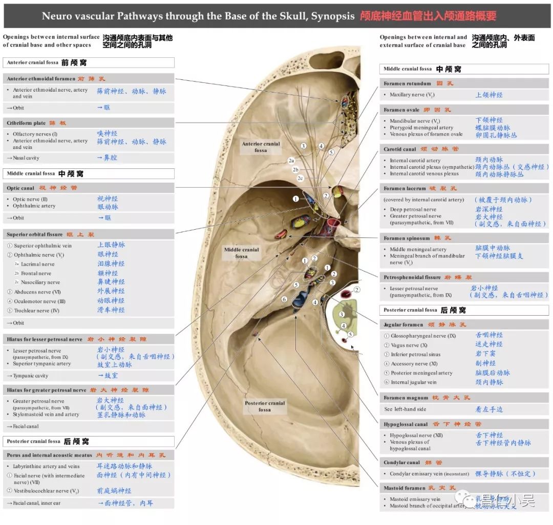 神经解剖学习笔记:脑颅骨