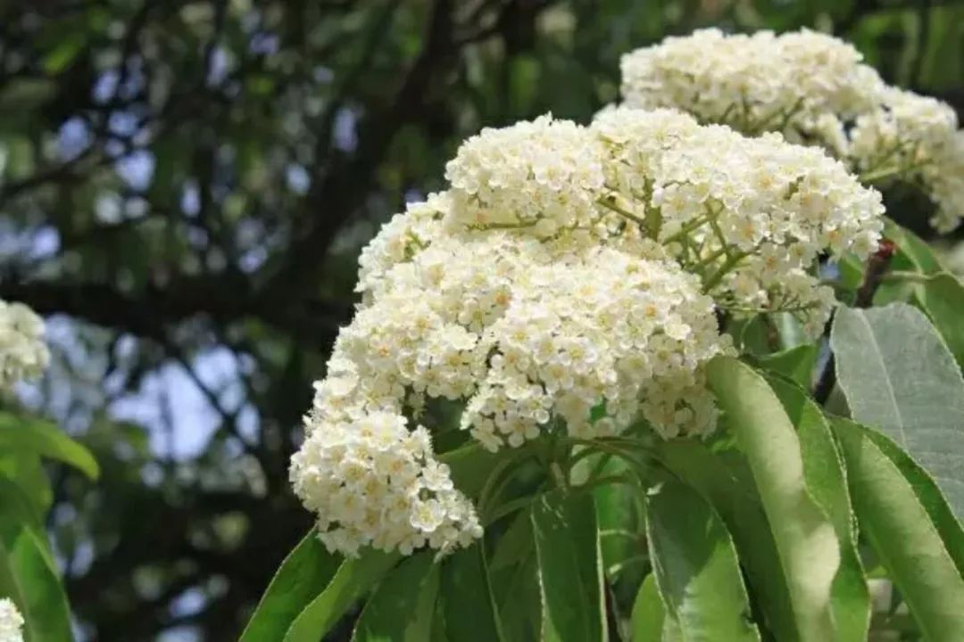 石楠花味道像什么