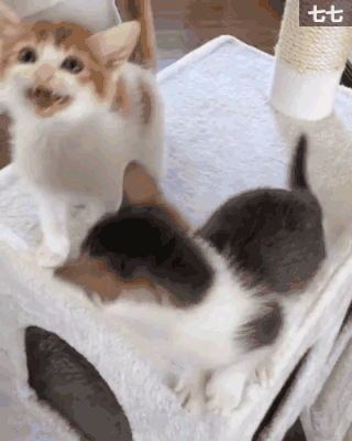 日本一猫主子带大两只流浪猫后，三小只的爱情狗血剧爆红INS