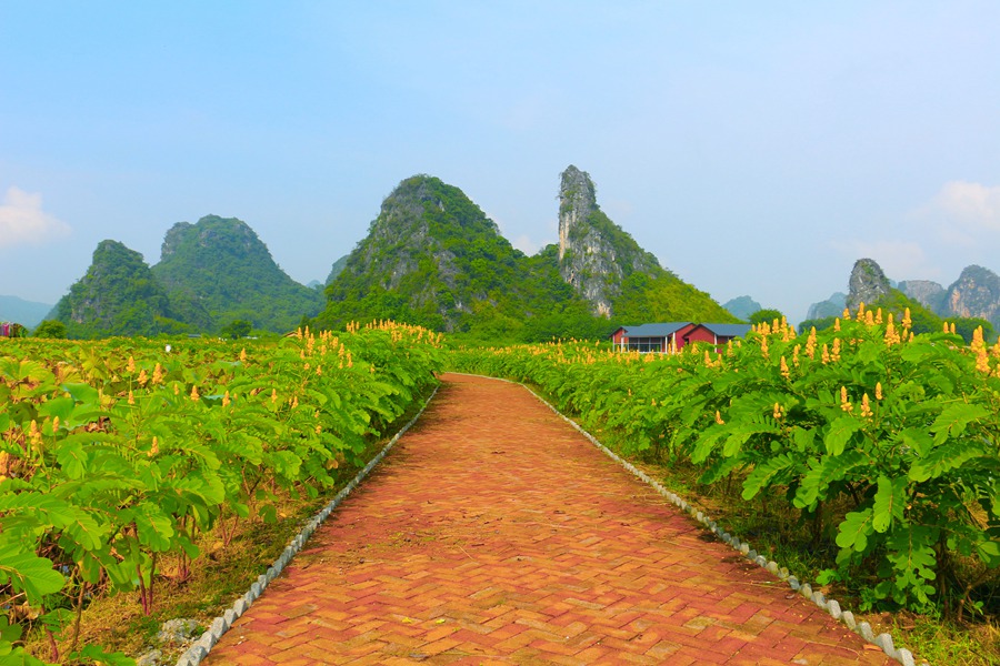 五一畅游-英德九龙峰林小镇一望无际的千亩绚丽花海,沉浸缤纷田园风光