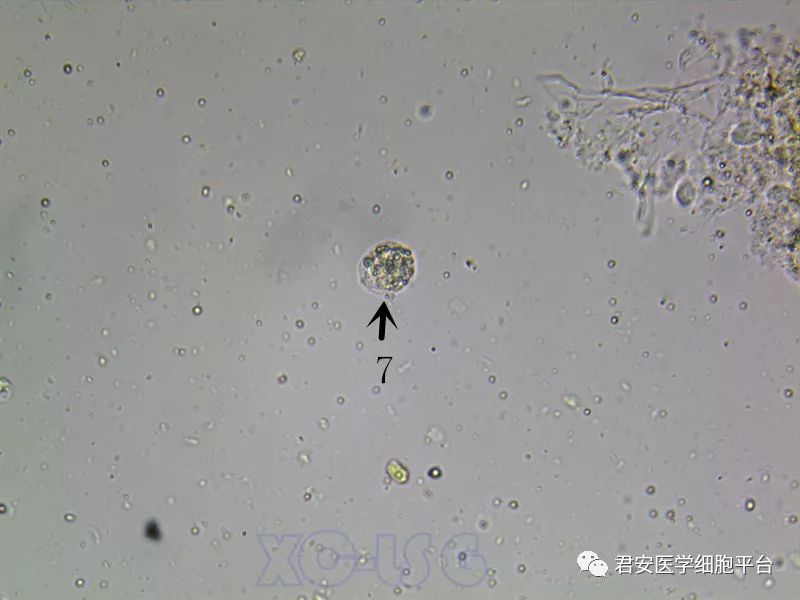 看图识细胞第46期原虫示教篇