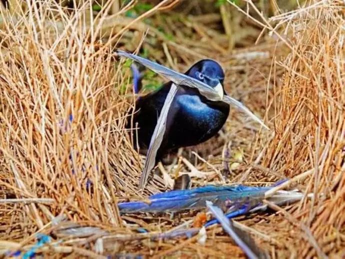 生活在澳大利亚的缎蓝园丁鸟(satin bowerbird),在求偶时必须充分