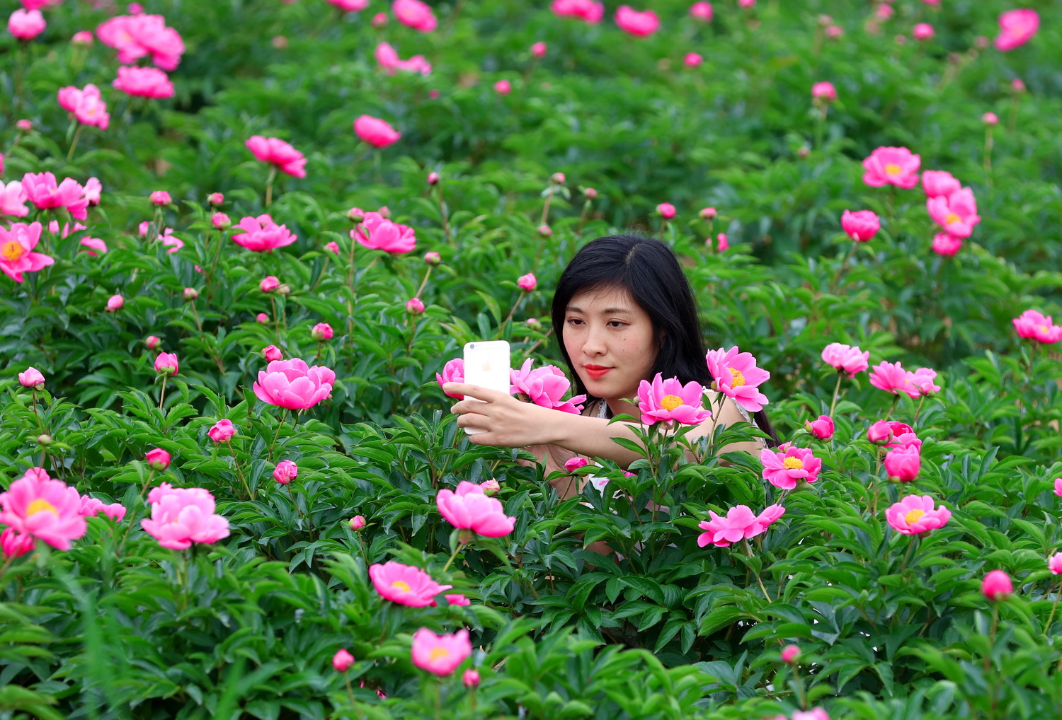 京山花台山:500亩芍药花海,千娇百媚,婀娜多姿