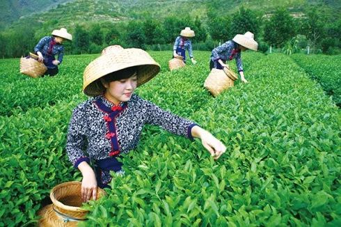 今日谷雨：生百谷 万物鲜 最是人间四月天