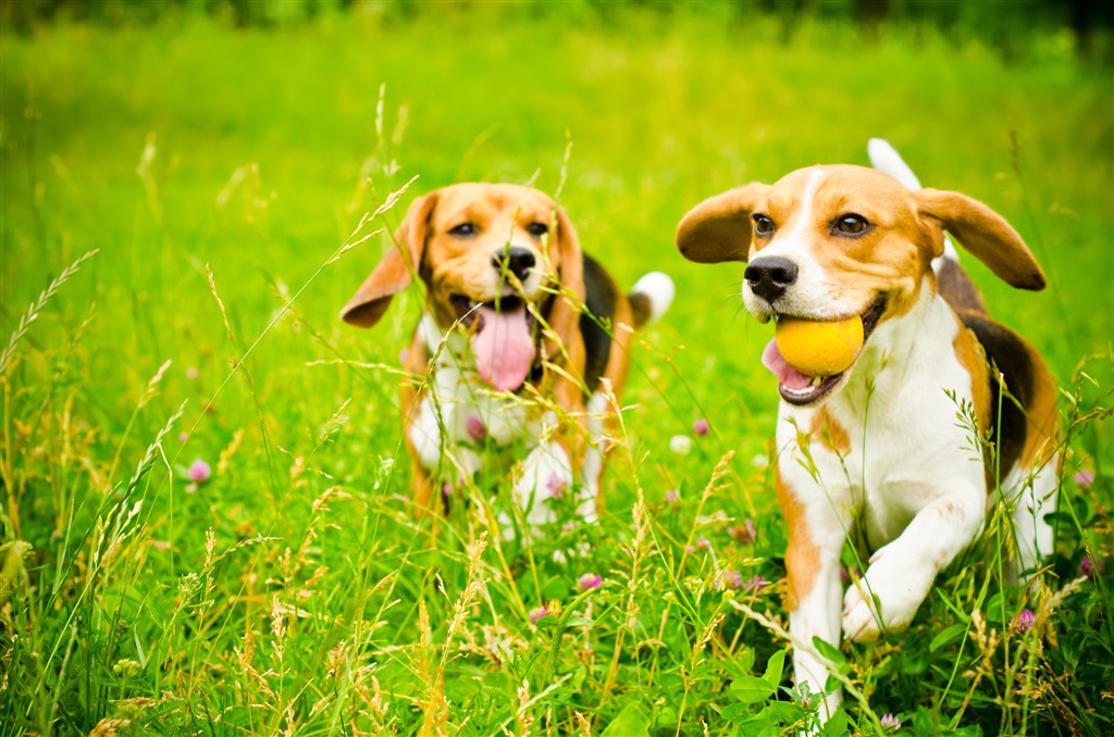  Understanding Your Dog's Growling When Petting: What It Means and How to Respond