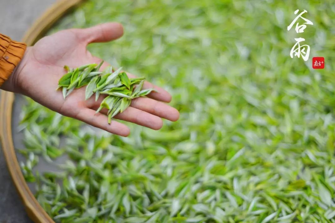 谷雨茶,也就是雨前茶,是谷雨时节采制的春茶, 又叫二春茶.