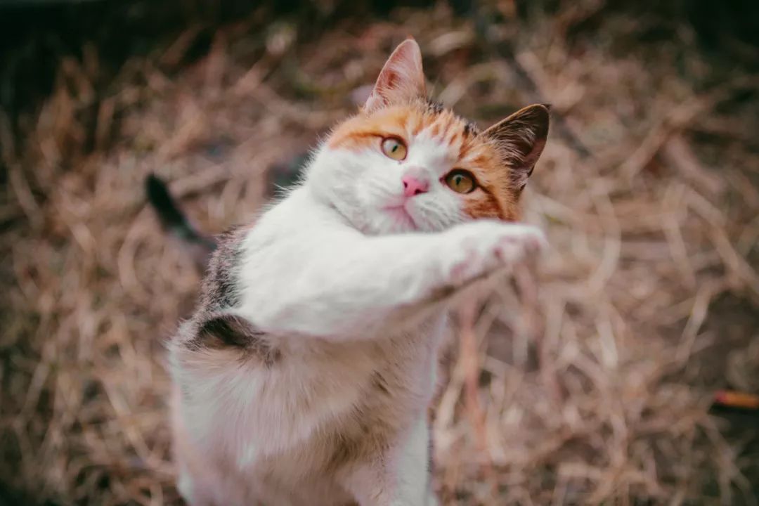 哈工大专属版猫咪笔记这么多猫你见过哪只