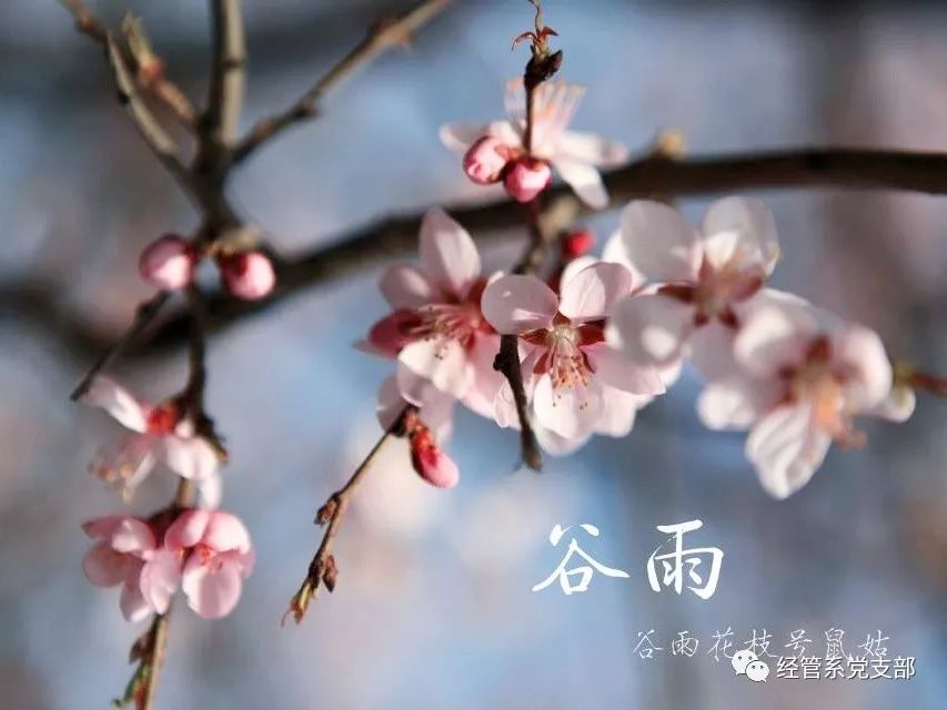 与您早知道】二十四节气之谷雨‖蚕房已裹清明种,茶户初收谷雨芽_习俗