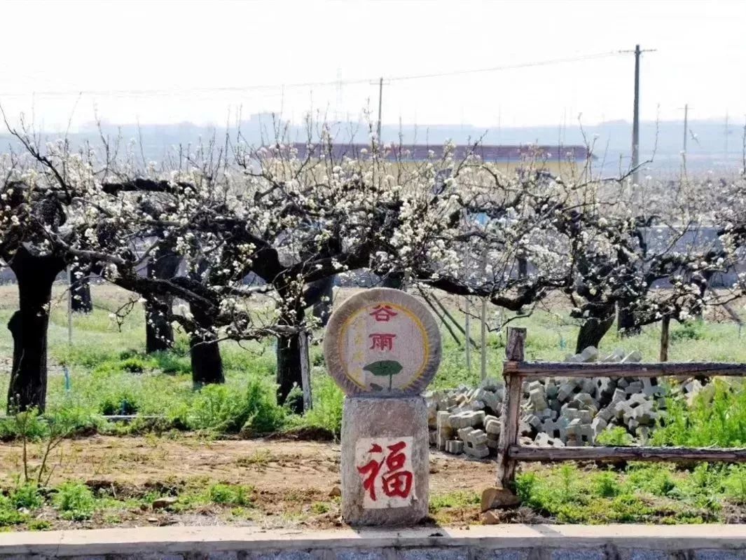 郭城镇山东村第四届梨花节正式开幕