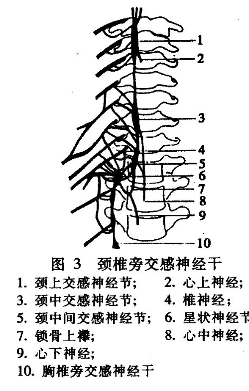 颈椎的解剖生理概要? (转载)_椎间盘