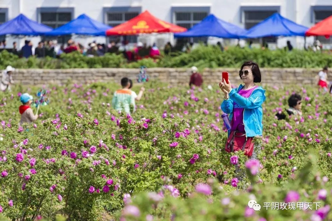 约吗?五月来平阴玫瑰小镇,邂逅一场花事,赏千年古刹,嗅玫瑰花香