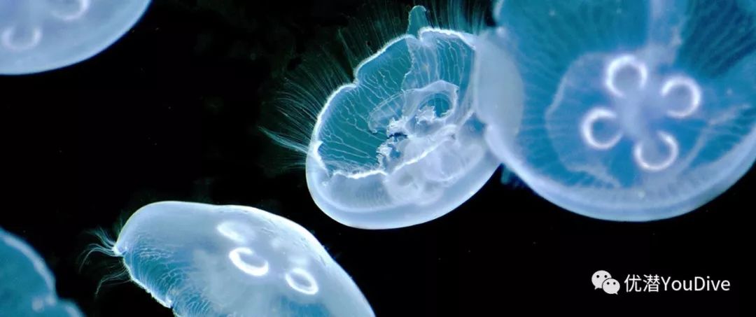 生物丨跟「死侍」一样杀不死的水母_水螅