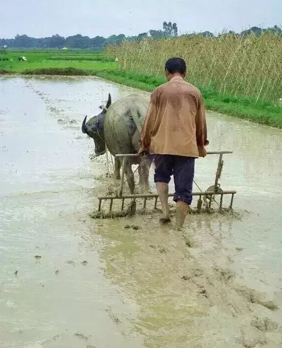 【乐活】我的汉川:时光里的老水牛