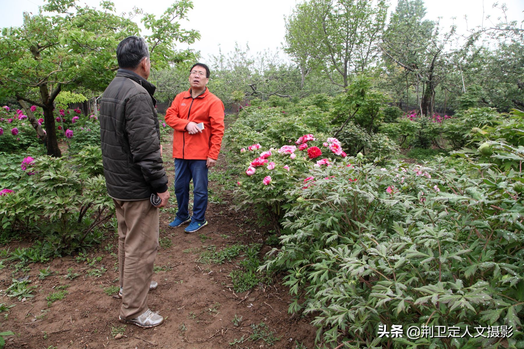 山西农村7旬老人建成4亩大的牡丹园,给50万元也不卖,看看啥样