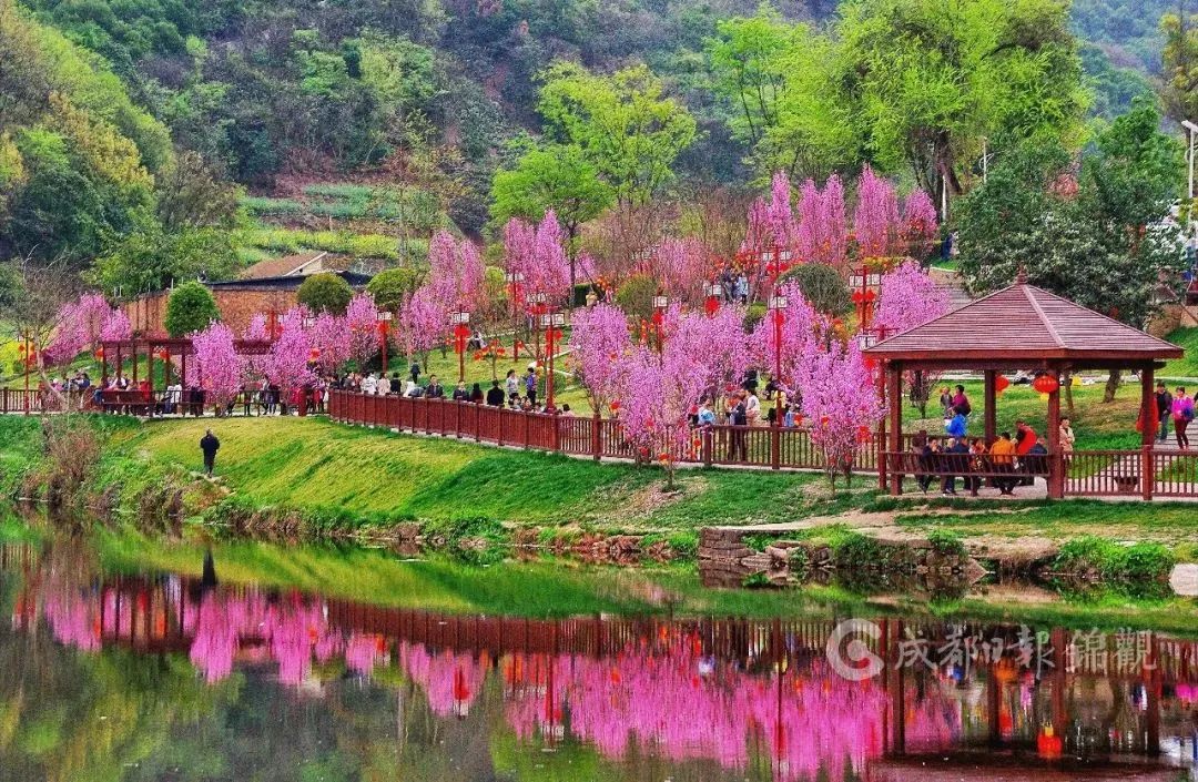 寻春——成都三月龙泉山 巴西铁摄
