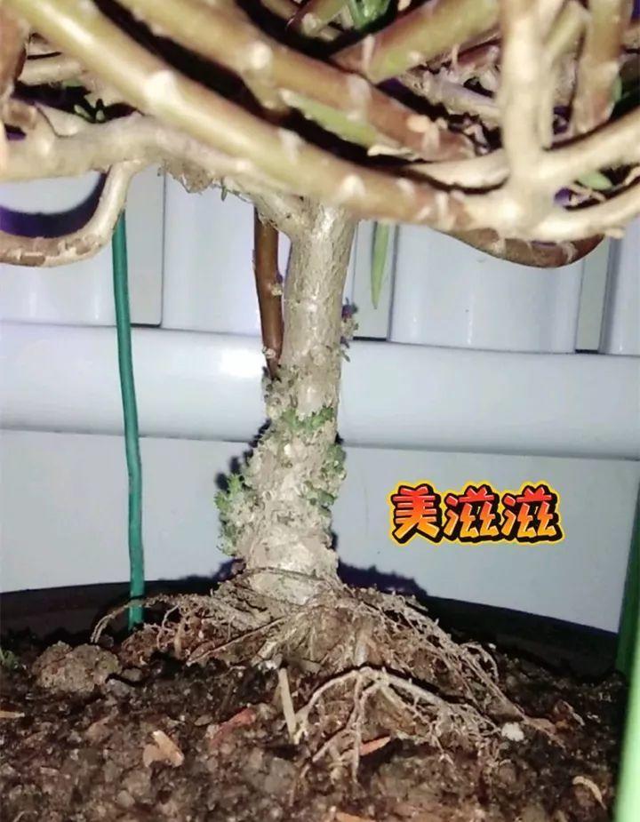 太阳花长成老桩还不够,学会嫁接,还能开出多种颜色的花!