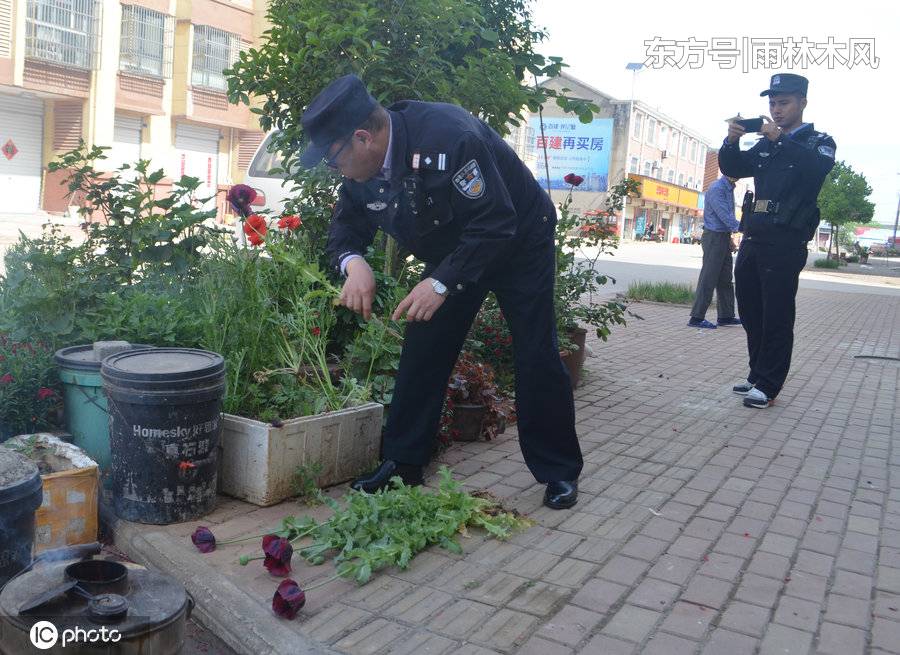 79岁大爷种草药,精心呵护只待结果,民警路过却拔了