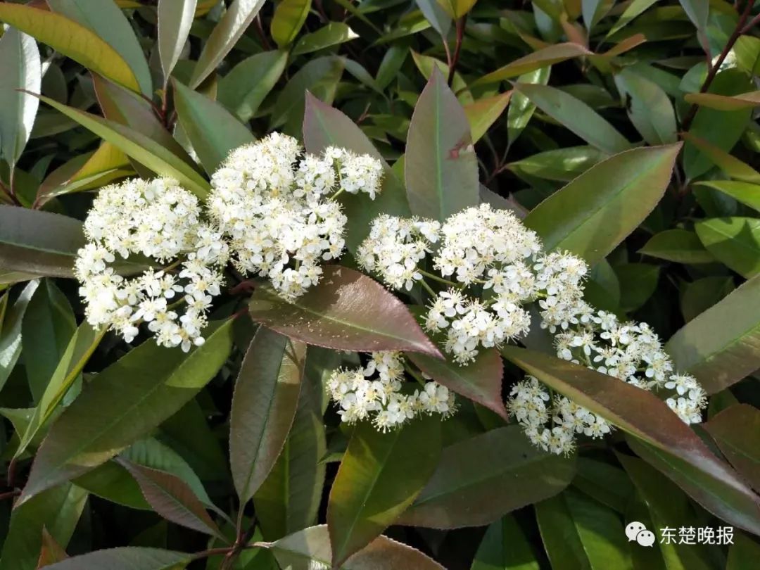 石楠花味道刺鼻,黄石为什么要种?官方最新回应