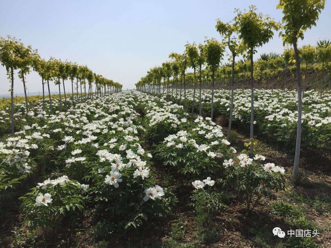 2019咸阳踏青赏花旅游季丨永寿县店头镇第三届踏青赏花节,邀你来打卡!