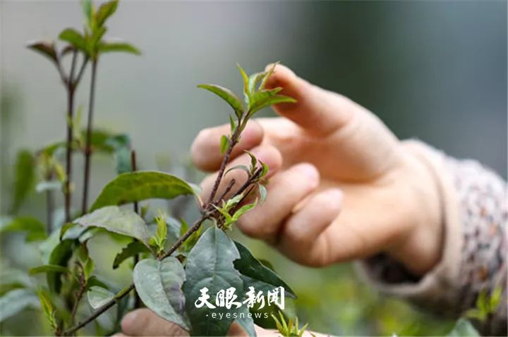 半岛下载app小叶苦丁 香飘满天