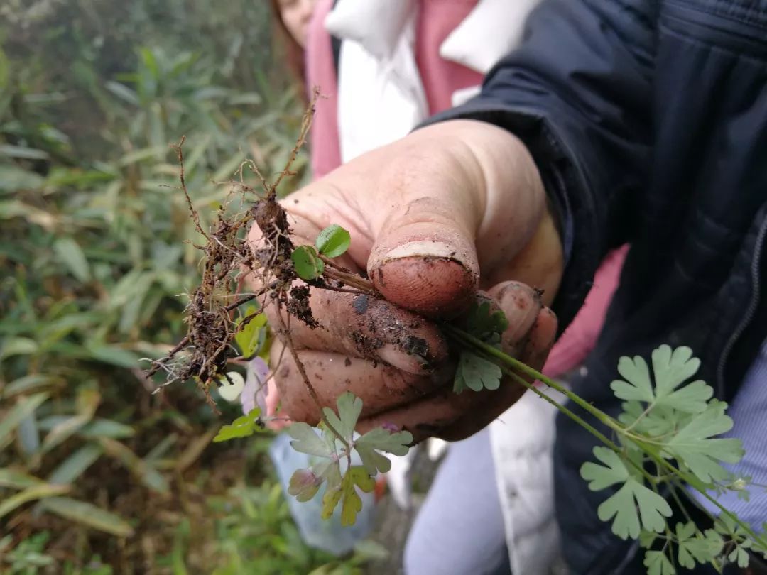 虎杖:又名酸筒杆,嫩茎可生食