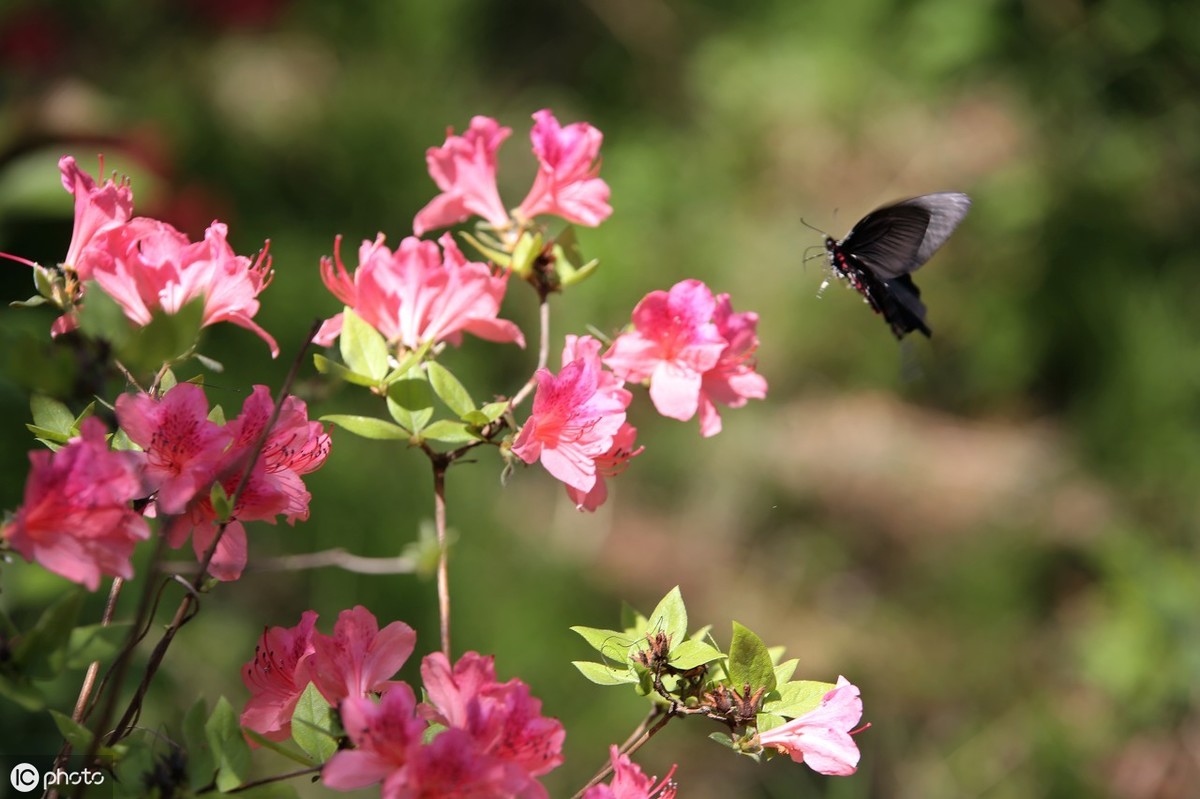 植物学排名_植物学分类法
