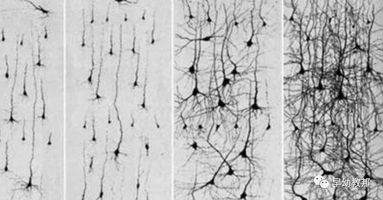 0-24个月阶段的大脑神经元发育进程