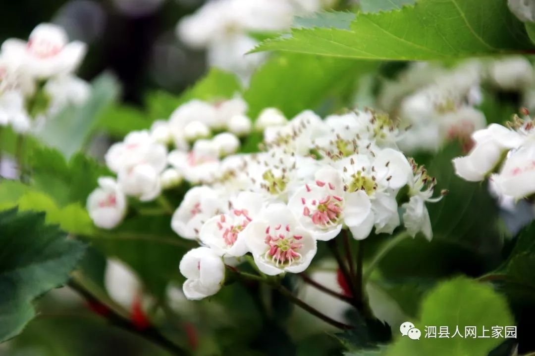 请走进泗县一中,看山楂花盛开,枝头开满洁白的花朵,一簇簇怒放,冰清