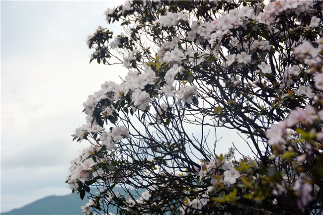 杜鹃花中有种叫映山白,非常罕见,在广东一座山发现有野生群落