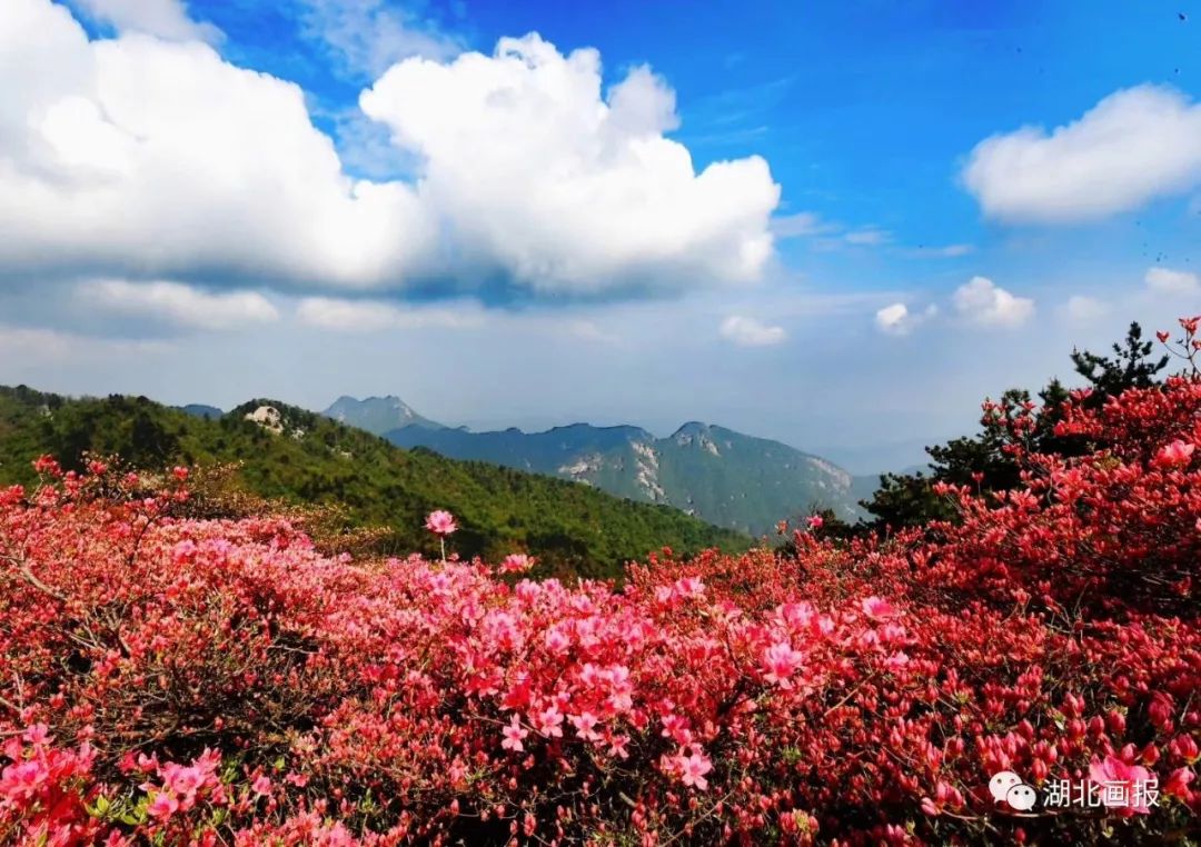 花开了!龟峰山杜鹃为你开,我在麻城等你来