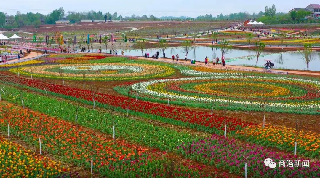 壮观!500多亩郁金香花开邀您观赏,洛南锦绣大地旅游景区开园!