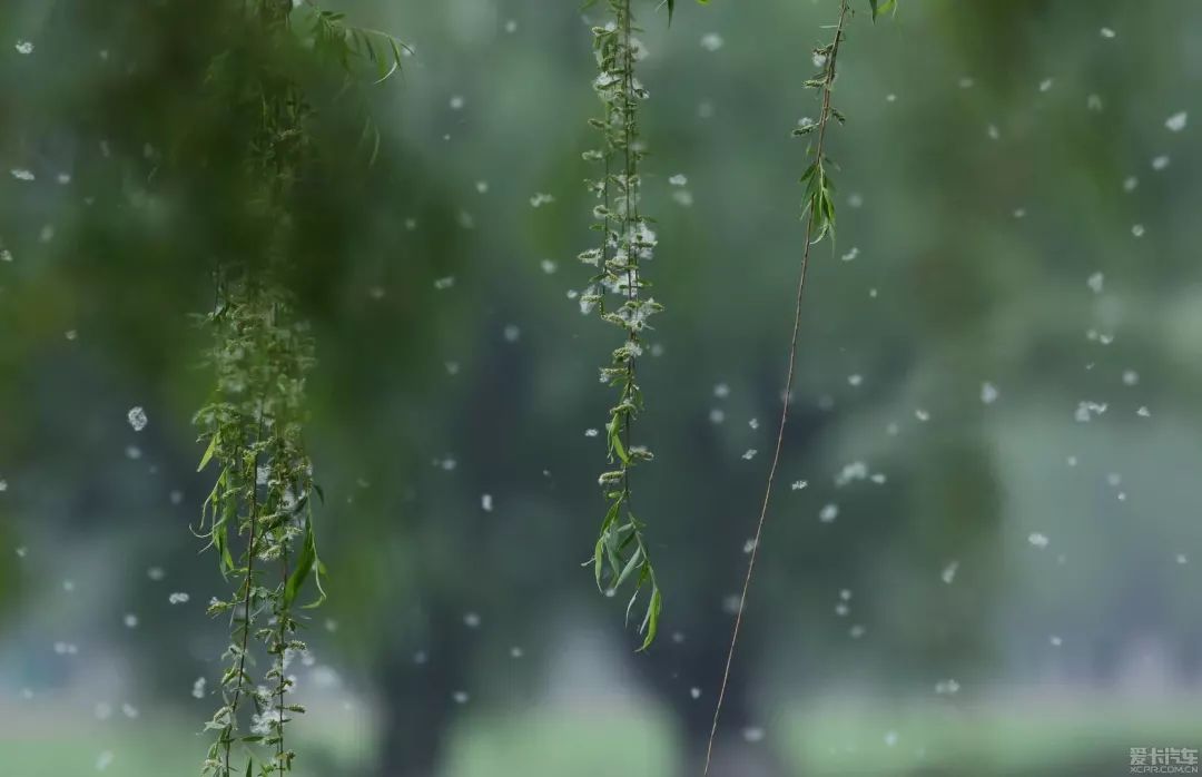 【青提示】柳絮纷飞,你的抗敏指南来啦