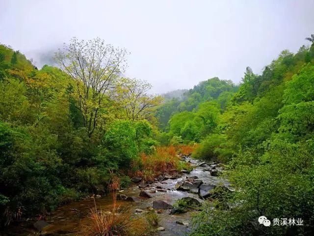 想和你去上山青茅境 听竹林清风,望云海缱绻 走林间小道,看朝霞满天