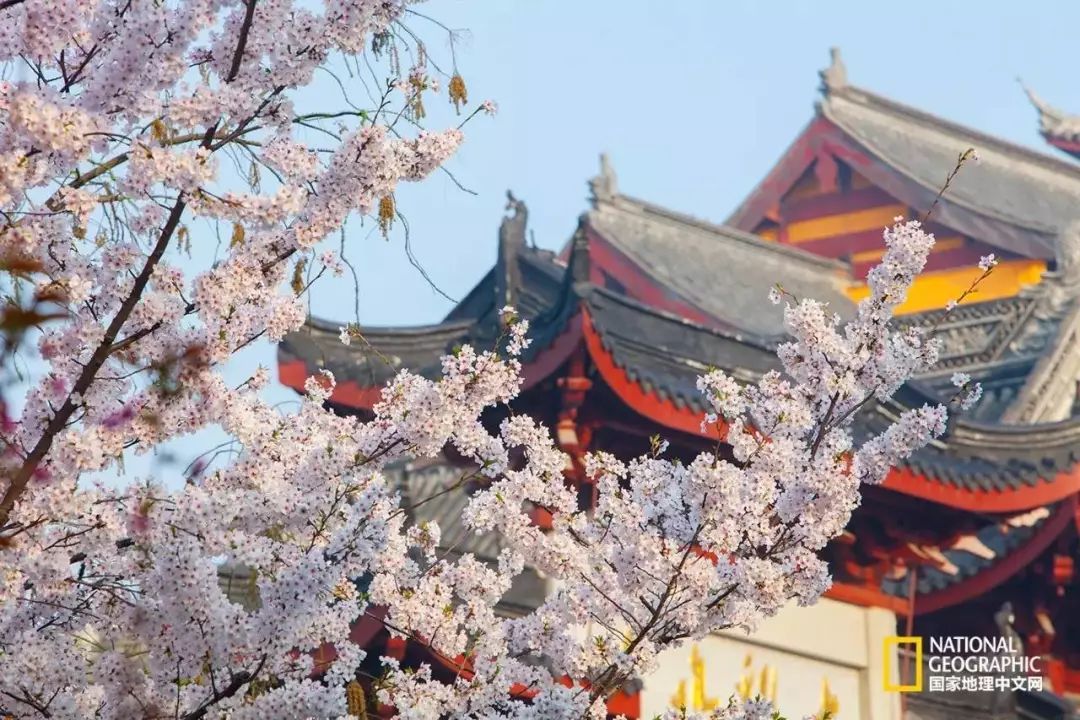 全国不少南京人都踏上了鸡鸣寺赏樱的旅途近几年的这个时候古往今来