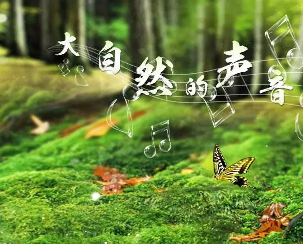 养生音乐|一曲《森林幻想曲,带你聆听大自然的声音!