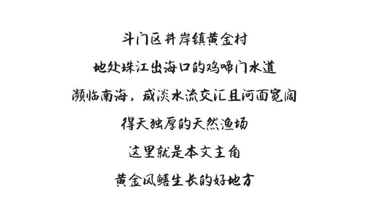 鲜为人知的斗门黄金风鳝,珠海黄金风鳝的做法---广东特色特产美食小吃(图3)