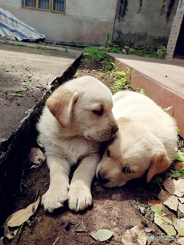 在公园里巡夜时发现两只拉布拉多幼犬