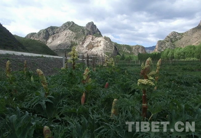 甘肃天祝藏药材规范化种植基地 实现野生藏药材规模化引驯种植