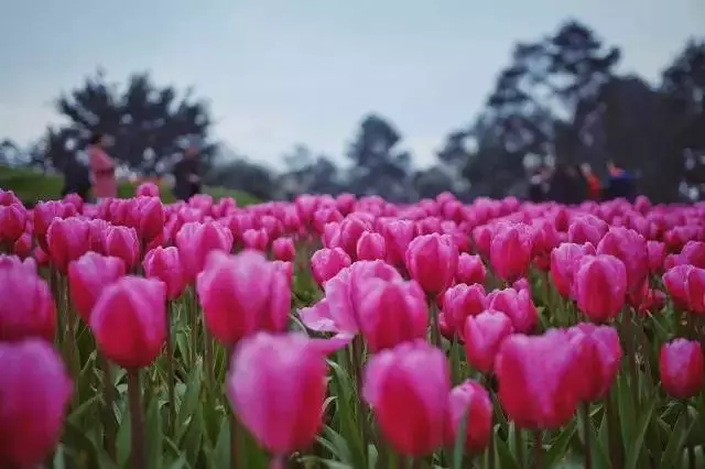 4月中旬成都周边赏花宝典,人少花多的一日游二日