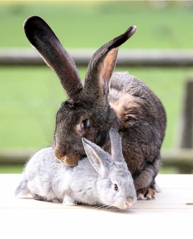 兔子的尾巴长不了?英国巨型兔尾巴17厘米长,刷新吉尼斯