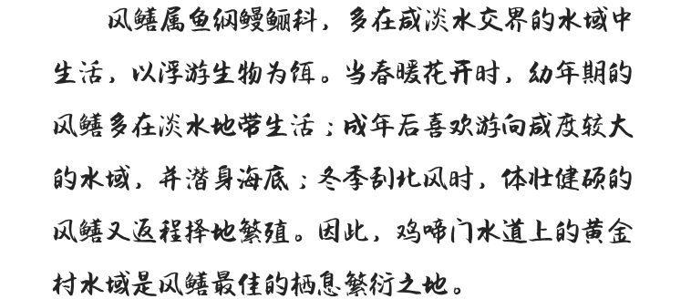 鲜为人知的斗门黄金风鳝,珠海黄金风鳝的做法---广东特色特产美食小吃(图5)