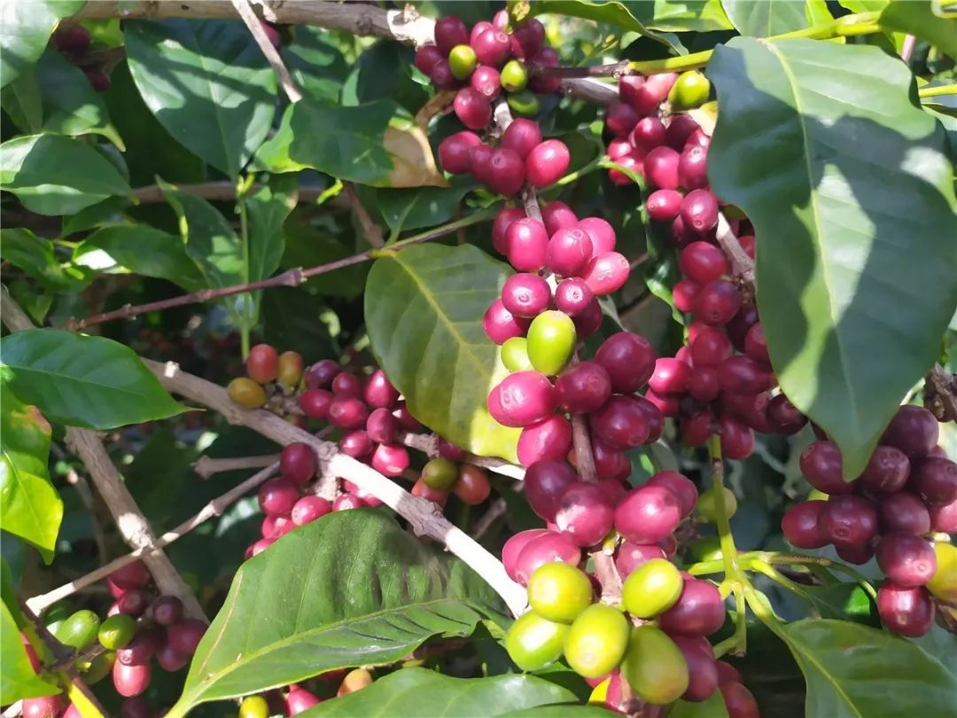咖啡树图片_秋季的咖啡树图片大全 - 花卉网